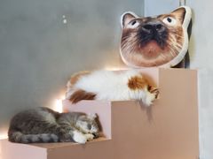 -猫儿山۰猫主题餐厅