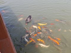-白洋淀风景区