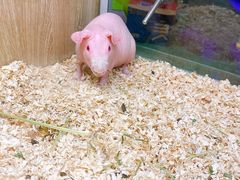 -藦茜花园宠物主题亲子互动体验馆(国顺东路店)