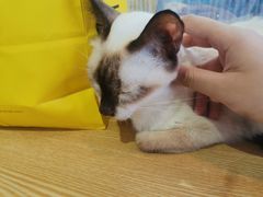 -Heymao猫咖.咖啡厅(东门店)