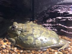 -暹罗海洋世界