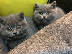-喵zoo家庭繁育猫舍(尖东智能花园店)