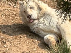 -西霞口神雕山野生动物世界