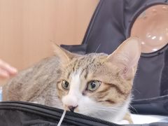 -联合动物医院(光谷诊疗中心)