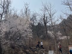 -北京鹫峰国家森林公园