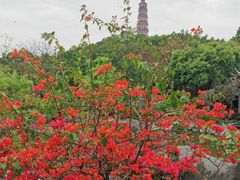 -顺峰山公园