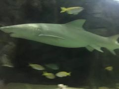 -悉尼海洋生物水族馆