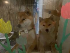 -柴の食堂·日式家庭料理·熊之肆(大学路店)