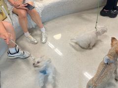 -帕帕拉兹宠物(亚洲旗舰店)