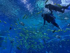 -海合安武汉极地海洋公园