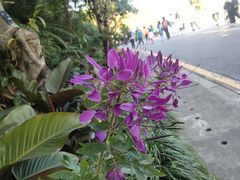 -深圳仙湖植物园