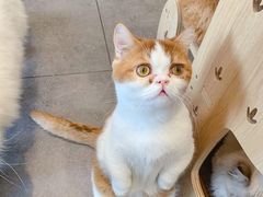 -飞行喵MR PILOT|猫舍·猫咖(静安大融城店)