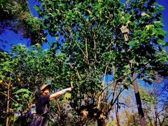 -铁山坪森林公园