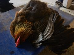 -马陆小张葡萄园农家乐