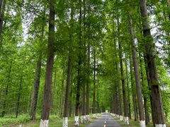 -黄海国家森林公园