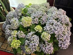 -方荣糊涂菜馆(湖北路店)