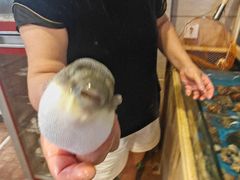 -天正河鲀·河豚亭(大连店)