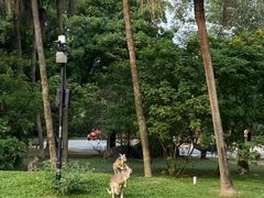 -广州长隆野生动物世界