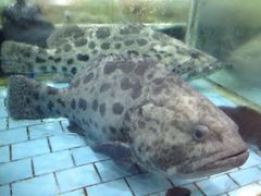 -渔民新村(番禺总店)