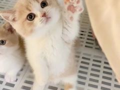-lincat·猫舍(广州店)