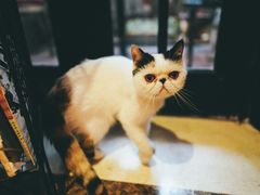 -猫色咖啡·猫咖