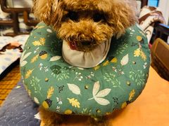 -爱派特动物医院·全科诊疗中心