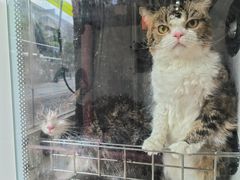 -瑞鹏宠物医院·夜间急症·心超·猫科(祖庙分店)