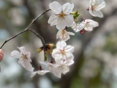 -高东镇樱花园