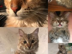 -吴叔烧腊(老虎桥店)