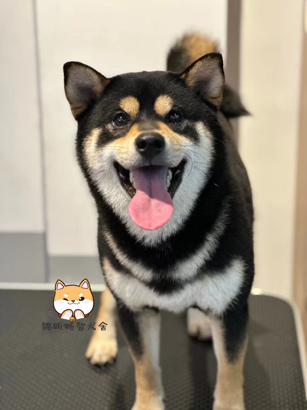 **95赛级柴犬,一站式宠爱体验馆!**