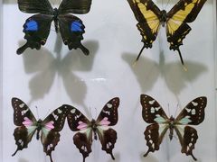 -上海昆虫博物馆