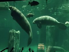 海牛池，近看很壮观-河川生态园