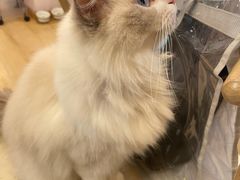 -猫咪派对(江南西店)