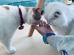-猫在这儿猫咪咖啡馆·撸猫馆