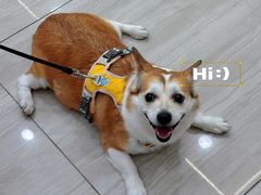 -申普宠物医院·眼科·心内科·影像科(普陀分院)