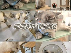 -楼上猫咖(罗湖店)