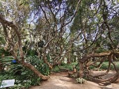 -中国科学院西双版纳热带植物园