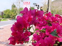 -三亚南山文化旅游区