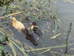 -同銮特种养殖场·龙虾垂钓