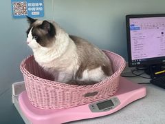 -纳吉亚猫专科动物医院·北北分院