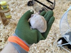 -怪兽屋·羊驼·猫咖·狗咖(俊华广场店)