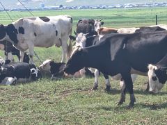 -顶顶汤火牛排火锅·经典铜锅涮肉