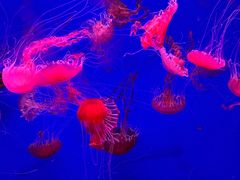 -江和美海洋公园