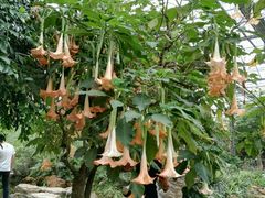 -南通洲际绿博园