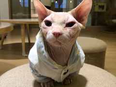-猫腻·猫咖·撸猫馆(星光大道店)