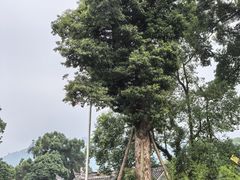 -峨眉山报国寺