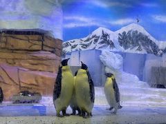 -海合安成都极地海洋公园