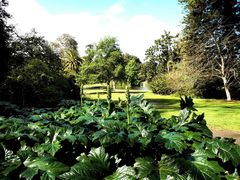 -墨尔本皇家植物园