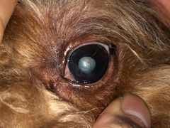 -芭比堂动物医院·犬猫全科·异宠专科(雁塔分院)