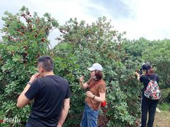 -西山樟坞健康果园枇杷杨梅采摘